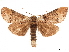 (Phalera peruda - CCDB-33185-C12)  @11 [ ] CreativeCommons - Attribution (2019) CBG Photography Group Centre for Biodiversity Genomics