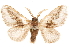  (Mesoscia anguilinea - CCDB-33185-E11)  @11 [ ] CreativeCommons - Attribution (2019) CBG Photography Group Centre for Biodiversity Genomics