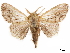  (Mesoscia lorna - CCDB-33185-F02)  @11 [ ] CreativeCommons - Attribution (2019) CBG Photography Group Centre for Biodiversity Genomics
