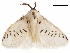  (Mesoscia guttifascia - CCDB-33185-F04)  @11 [ ] CreativeCommons - Attribution (2019) CBG Photography Group Centre for Biodiversity Genomics