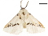  ( - CCDB-33185-F05)  @11 [ ] CreativeCommons - Attribution (2019) CBG Photography Group Centre for Biodiversity Genomics