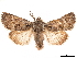  ( - CCDB-33185-F10)  @11 [ ] CreativeCommons - Attribution (2019) CBG Photography Group Centre for Biodiversity Genomics