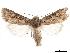  ( - CCDB-33185-F12)  @11 [ ] CreativeCommons - Attribution (2019) CBG Photography Group Centre for Biodiversity Genomics