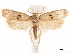  ( - CCDB-33185-G07)  @11 [ ] CreativeCommons - Attribution (2019) CBG Photography Group Centre for Biodiversity Genomics