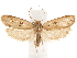  ( - CCDB-33185-G08)  @11 [ ] CreativeCommons - Attribution (2019) CBG Photography Group Centre for Biodiversity Genomics