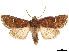 (Lophoceramica pyrrha - CCDB-33185-G11)  @11 [ ] CreativeCommons - Attribution (2019) CBG Photography Group Centre for Biodiversity Genomics