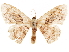 ( - CCDB-33185-H07)  @11 [ ] CreativeCommons - Attribution (2019) CBG Photography Group Centre for Biodiversity Genomics
