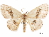  ( - CCDB-33185-H09)  @11 [ ] CreativeCommons - Attribution (2019) CBG Photography Group Centre for Biodiversity Genomics