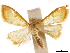  ( - CCDB-33189-A05)  @11 [ ] CreativeCommons - Attribution (2019) CBG Photography Group Centre for Biodiversity Genomics