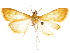  ( - CCDB-33189-A07)  @11 [ ] CreativeCommons - Attribution (2019) CBG Photography Group Centre for Biodiversity Genomics