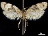 (Phalonidia basiochreana - CCDB-33189-B04)  @11 [ ] CreativeCommons - Attribution (2019) CBG Photography Group Centre for Biodiversity Genomics