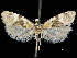  ( - CCDB-33189-B05)  @11 [ ] CreativeCommons - Attribution (2019) CBG Photography Group Centre for Biodiversity Genomics