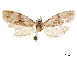  ( - CCDB-33189-B06)  @11 [ ] CreativeCommons - Attribution (2019) CBG Photography Group Centre for Biodiversity Genomics