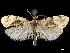  ( - CCDB-33189-B07)  @11 [ ] CreativeCommons - Attribution (2019) CBG Photography Group Centre for Biodiversity Genomics