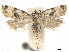  ( - CCDB-33189-C10)  @11 [ ] CreativeCommons - Attribution (2019) CBG Photography Group Centre for Biodiversity Genomics