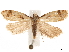  (Phtheochroa canariana - CCDB-33189-D09)  @14 [ ] CreativeCommons - Attribution (2019) CBG Photography Group Centre for Biodiversity Genomics
