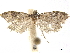  (Anopina ainslieana - CCDB-33189-E09)  @11 [ ] CreativeCommons - Attribution (2019) CBG Photography Group Centre for Biodiversity Genomics