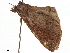 ( - CCDB-33189-G08)  @11 [ ] CreativeCommons - Attribution (2019) CBG Photography Group Centre for Biodiversity Genomics