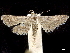  ( - CCDB-33189-H03)  @11 [ ] CreativeCommons - Attribution (2019) CBG Photography Group Centre for Biodiversity Genomics