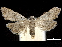  ( - CCDB-33189-H04)  @11 [ ] CreativeCommons - Attribution (2019) CBG Photography Group Centre for Biodiversity Genomics