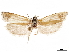  ( - CCDB-33189-H10)  @11 [ ] CreativeCommons - Attribution (2019) CBG Photography Group Centre for Biodiversity Genomics
