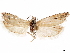  ( - CCDB-33189-H11)  @11 [ ] CreativeCommons - Attribution (2019) CBG Photography Group Centre for Biodiversity Genomics