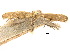  ( - CCDB-30824-A07)  @11 [ ] CreativeCommons - Attribution (2018) CBG Photography Group Centre for Biodiversity Genomics