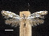  ( - CCDB-30824-A10)  @13 [ ] CreativeCommons - Attribution (2018) CBG Photography Group Centre for Biodiversity Genomics