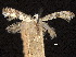  ( - CCDB-30824-B12)  @11 [ ] CreativeCommons - Attribution (2018) CBG Photography Group Centre for Biodiversity Genomics