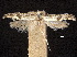  ( - CCDB-30824-C01)  @11 [ ] CreativeCommons - Attribution (2018) CBG Photography Group Centre for Biodiversity Genomics