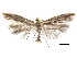  ( - CCDB-30824-D01)  @11 [ ] CreativeCommons - Attribution (2018) CBG Photography Group Centre for Biodiversity Genomics