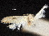  ( - CCDB-30824-D05)  @11 [ ] CreativeCommons - Attribution (2018) CBG Photography Group Centre for Biodiversity Genomics