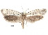  ( - CCDB-30824-E03)  @11 [ ] CreativeCommons - Attribution (2018) CBG Photography Group Centre for Biodiversity Genomics
