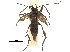  (Embryonopsis - CCDB-30825-B02)  @11 [ ] CreativeCommons - Attribution (2018) CBG Photography Group Centre for Biodiversity Genomics