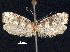  ( - CCDB-30825-B05)  @11 [ ] CreativeCommons - Attribution (2018) CBG Photography Group Centre for Biodiversity Genomics