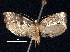  (Spyridarcha - CCDB-30825-B06)  @11 [ ] CreativeCommons - Attribution (2018) CBG Photography Group Centre for Biodiversity Genomics