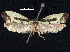  (Ithutomus - CCDB-30825-B12)  @11 [ ] CreativeCommons - Attribution (2018) CBG Photography Group Centre for Biodiversity Genomics