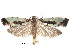  ( - CCDB-30825-C01)  @11 [ ] CreativeCommons - Attribution (2018) CBG Photography Group Centre for Biodiversity Genomics