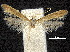  ( - CCDB-30825-D05)  @11 [ ] CreativeCommons - Attribution (2018) CBG Photography Group Centre for Biodiversity Genomics