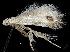  ( - CCDB-30825-D11)  @11 [ ] CreativeCommons - Attribution (2018) CBG Photography Group Centre for Biodiversity Genomics
