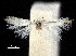  ( - CCDB-30825-E08)  @11 [ ] CreativeCommons - Attribution (2018) CBG Photography Group Centre for Biodiversity Genomics
