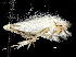  ( - CCDB-30825-F01)  @11 [ ] CreativeCommons - Attribution (2018) CBG Photography Group Centre for Biodiversity Genomics