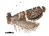  ( - CCDB-30825-F08)  @11 [ ] CreativeCommons - Attribution (2018) CBG Photography Group Centre for Biodiversity Genomics