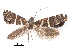  ( - CCDB-30825-F09)  @11 [ ] CreativeCommons - Attribution (2018) CBG Photography Group Centre for Biodiversity Genomics