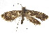  ( - CCDB-30825-H01)  @11 [ ] CreativeCommons - Attribution (2018) CBG Photography Group Centre for Biodiversity Genomics