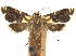  ( - CCDB-30825-H07)  @11 [ ] CreativeCommons - Attribution (2018) CBG Photography Group Centre for Biodiversity Genomics