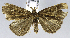  (Bleptina rectilinea - CCDB-35911-C03)  @11 [ ] CreativeCommons - Attribution Share-Alike (2019) Unspecified Smithsonian Institution National Museum of Natural History