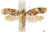  ( - CCDB-24712-F04)  @11 [ ] CreativeCommons - Attribution (2019) CBG Photography Group Centre for Biodiversity Genomics