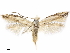  (Bucculatrix thurberiella - CCDB-24712-G08)  @11 [ ] CreativeCommons - Attribution (2019) CBG Photography Group Centre for Biodiversity Genomics