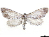  ( - CCDB-33581-A02)  @11 [ ] CreativeCommons - Attribution (2019) CBG Photography Group Centre for Biodiversity Genomics